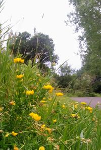 Close-up of yellow flowers growing in field