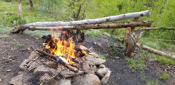 View of fire on log in forest