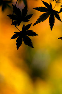 Close-up of tree against sky at sunset