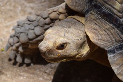 Close-up of lizard