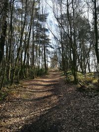 Dirt road amidst trees