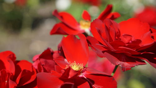 Close-up of red flowers