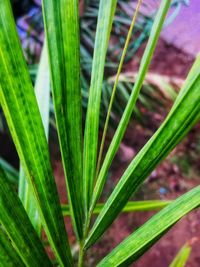 Close-up of fresh green plant