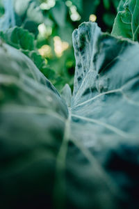 Macro shot of fresh green leaves