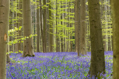 Hallerbos forest in the spring with english buebells and trees with fresh green leaves