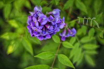 Close-up of purple flowering plant