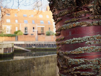 Close-up of tree with building in background