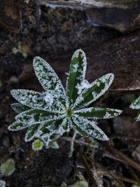 Close-up of frozen plant on field