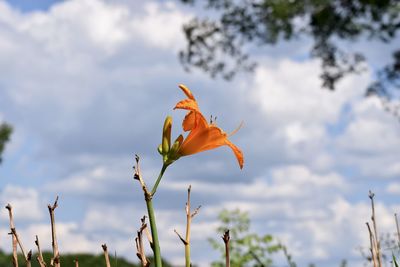 Close-up of flowering plant against cloudy sky