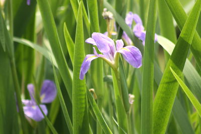 Close-up of purple flowering plant