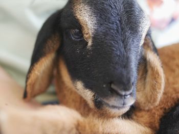 Close-up portrait of dog