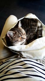 High angle view of cat relaxing on bed
