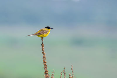 Bird perching on a plant