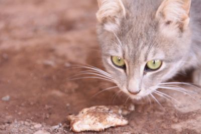 Close-up portrait of a cat