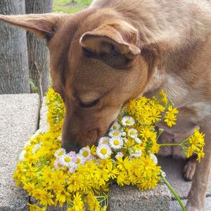 Dogs flowers