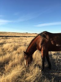 Close-up of horse grazing on field against sky