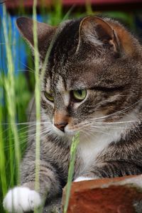 Close-up of cat looking away