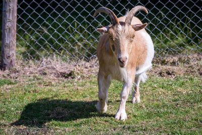 View of a goat on field