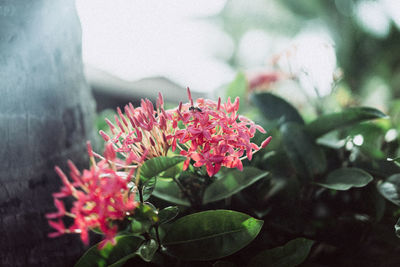 Close-up of pink flowers