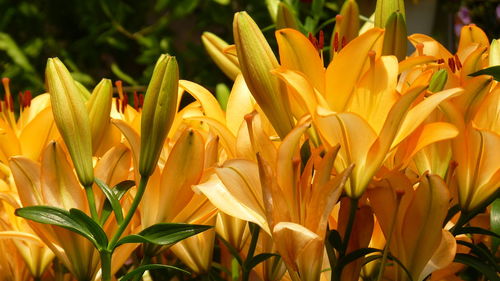 Close-up of yellow flowering plant