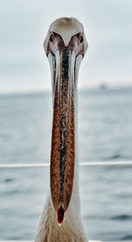 Close-up portrait of pelican against sea