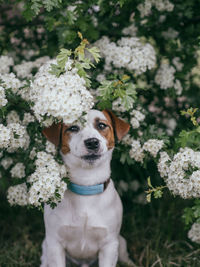 Portrait of a dog