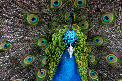 Full frame shot of peacock