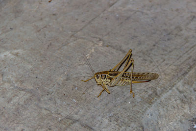 High angle view of cricket 