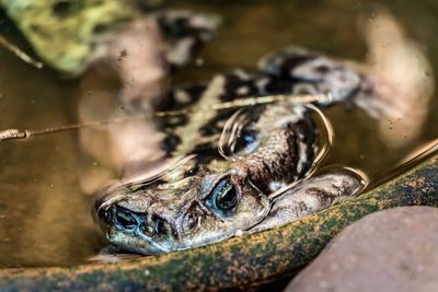 Close-up of frog swimming in lake