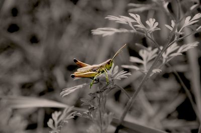 Close-up of bee pollinating on flower