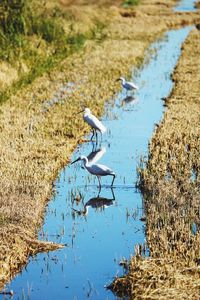 Birds in a lake