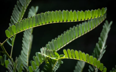 Close-up of green leaves