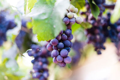 Low angle view of grapes