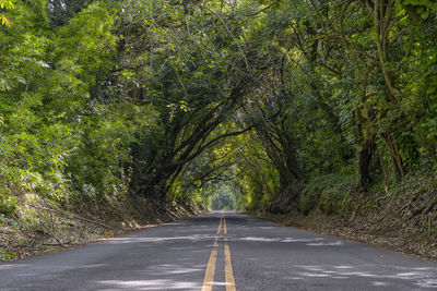 Empty road along trees