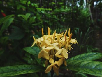 Close-up of yellow flowers blooming outdoors