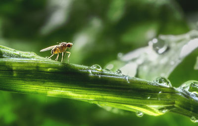 Close-up of insect on leaf