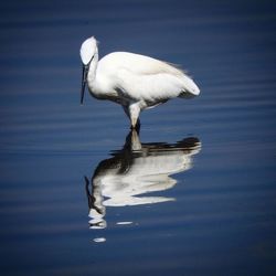 White duck on lake