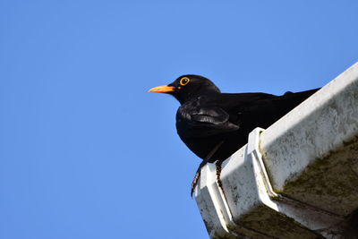 Low angle view of bird perching against clear blue sky