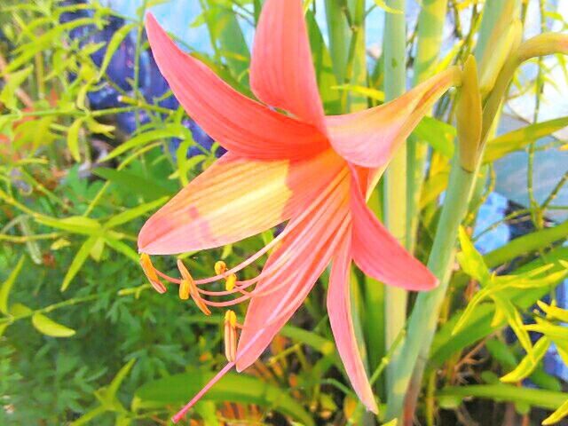 flower, petal, freshness, flower head, growth, fragility, beauty in nature, blooming, plant, nature, close-up, focus on foreground, leaf, pollen, in bloom, single flower, stamen, day, park - man made space, blossom