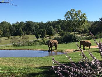 Horses grazing on field against clear sky