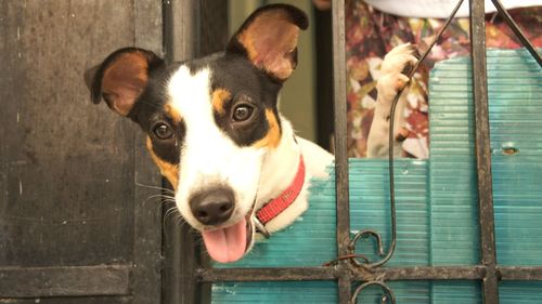 Close-up portrait of dog