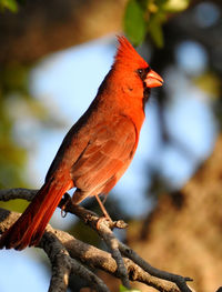 Alert cardinal