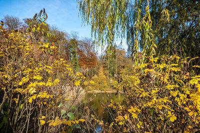 Yellow flowering plants by trees against sky