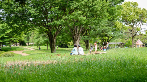 Trees in park