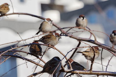 Close-up of bird perching on branch