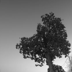 Low angle view of trees against clear sky