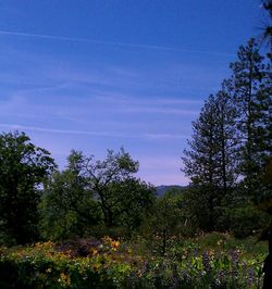 Low angle view of trees against blue sky