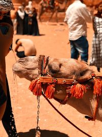 Close-up of camel in market