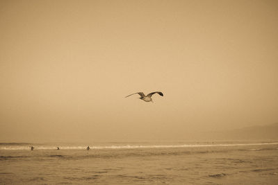 View of birds flying over sea against sky