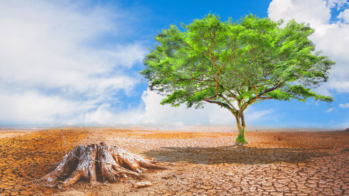 Tree on field against sky